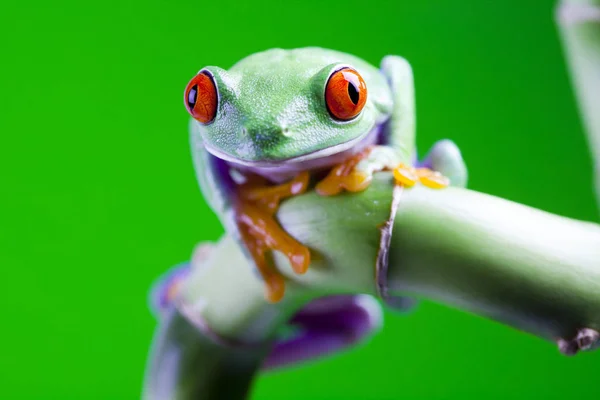 Malé Žabí Zvíře Stromová Žába — Stock fotografie