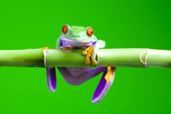 Pequeno Animal Sapo Árvore — Fotografia de Stock