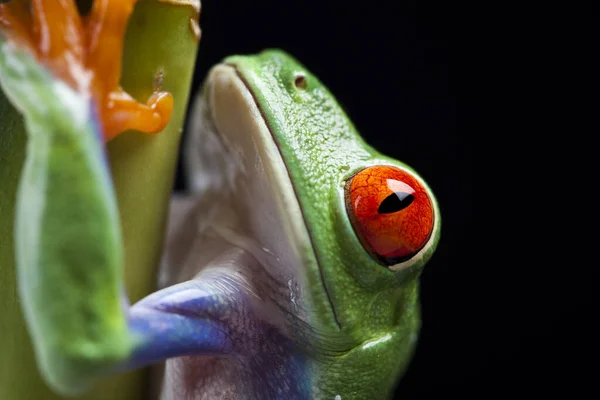 Malé Žabí Zvíře Stromová Žába — Stock fotografie