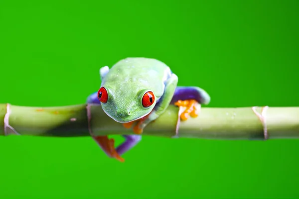 Маленькая Лягушка Древесная Лягушка — стоковое фото