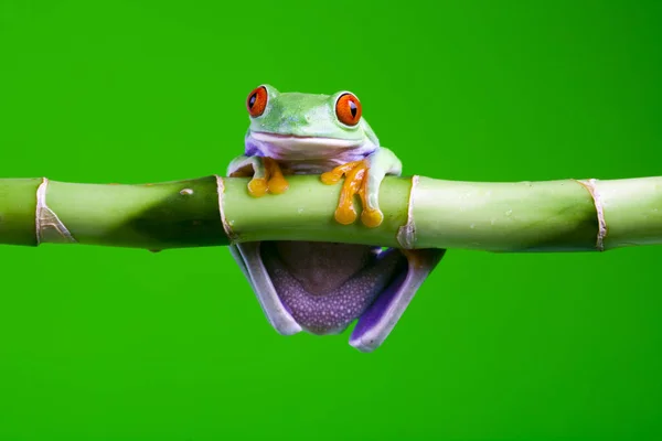 Malé Žabí Zvíře Stromová Žába — Stock fotografie