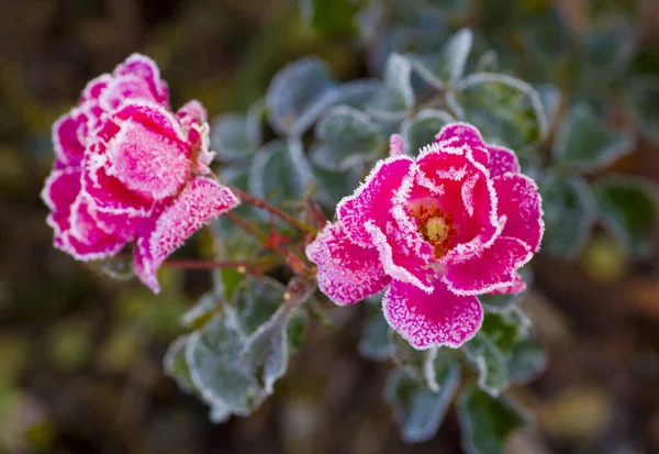 Bel Colpo Botanico Carta Parati Naturale — Foto Stock