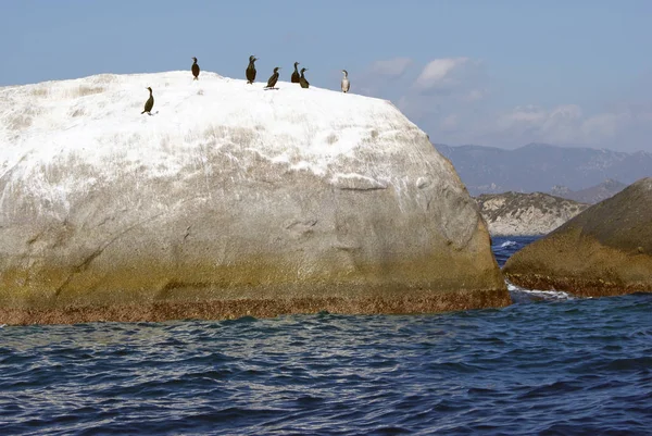 Uccello Nuotatore Concetto Natura Selvaggia — Foto Stock