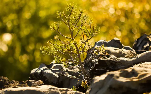 Hermoso Plano Botánico Fondo Pantalla Natural — Foto de Stock