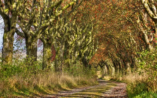 Vacker Natur Skogen — Stockfoto