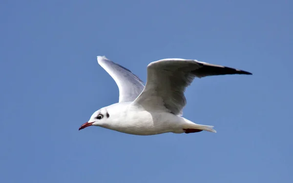 Vue Panoramique Bel Oiseau Nature — Photo