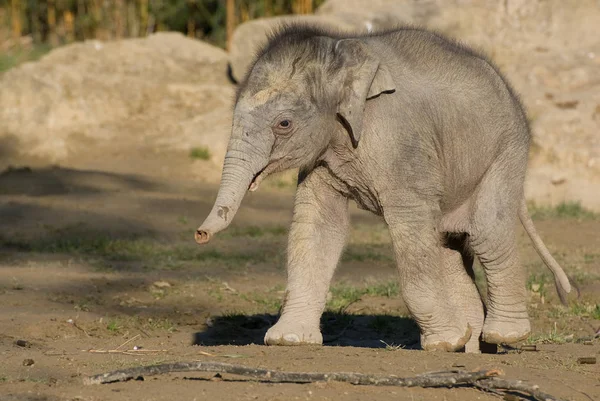 Elefante Animal Africano — Foto de Stock