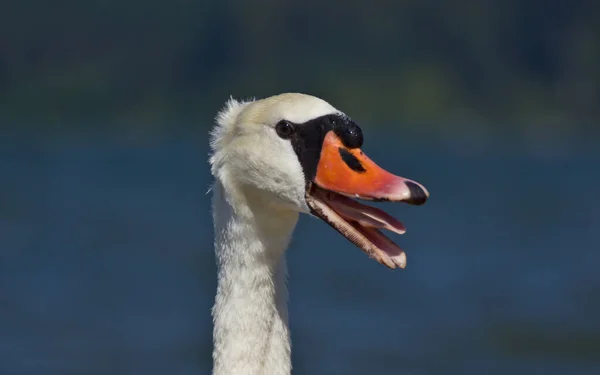 Festői Kilátás Gyönyörű Madár Természetben — Stock Fotó