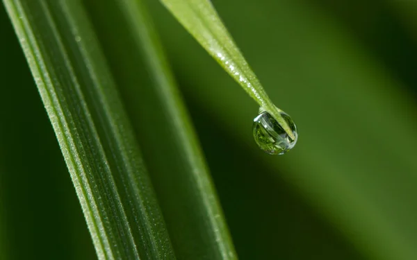 Morning Dew Green Leaves — Stock Photo, Image