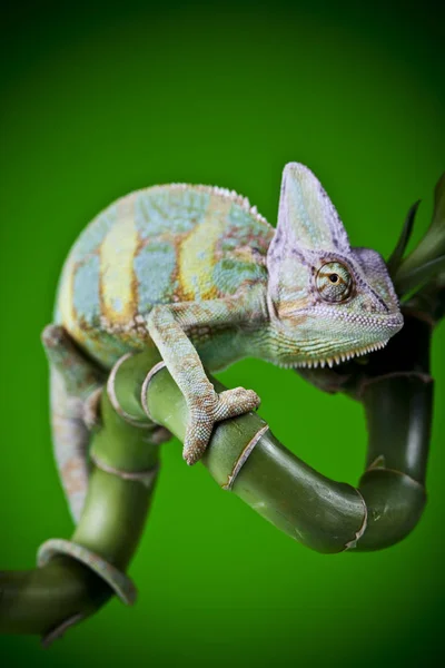 Chameleoni Patří Jedné Nejznámějších Ještěrka Rodin — Stock fotografie