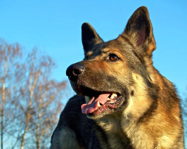 Ritratto Cane Carino — Foto Stock