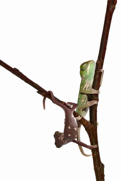 Kameleon Dier Tropische Hagedis Reptiel — Stockfoto