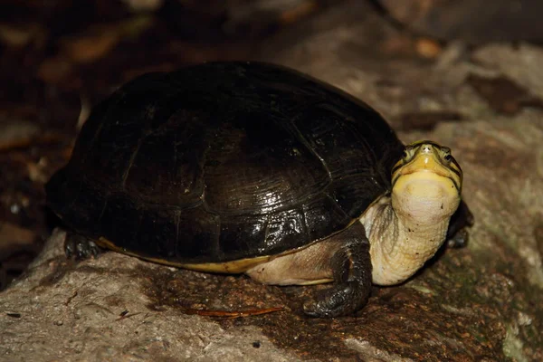 Рептилии Черепахи Дикой Природы — стоковое фото