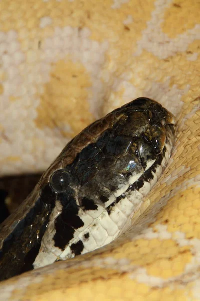 Widok Majestatycznego Dzikiego Węża Pytona — Zdjęcie stockowe
