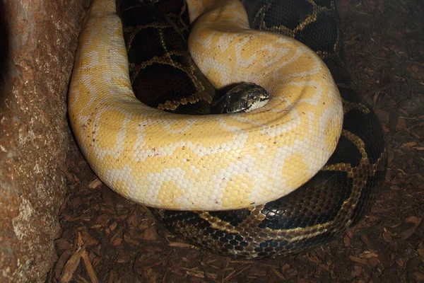 Vista Majestosa Serpente Python Selvagem — Fotografia de Stock