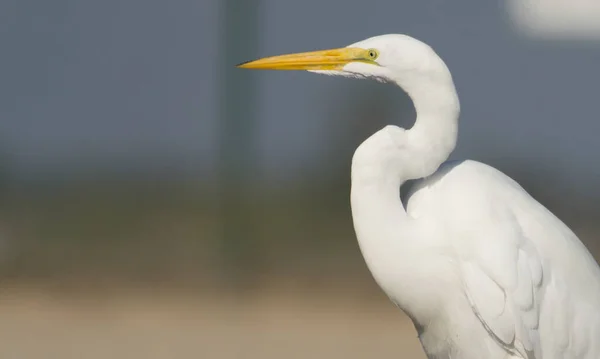 Foto Great White Egret Tirada Huntington Beach Califórnia — Fotografia de Stock