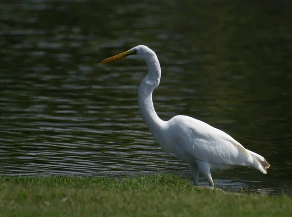 Photo Great White Egret Taken Huntington Beach California — Stock Photo, Image