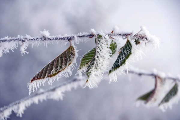Vinterfrost Grenarna Ett Träd — Stockfoto