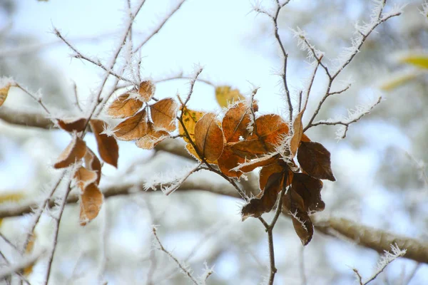Dry Leaves Snow — Stock Photo, Image