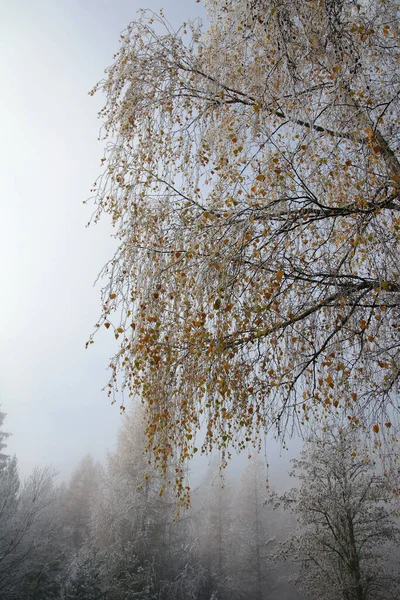 Осенний Пейзаж Деревьями Листьями — стоковое фото