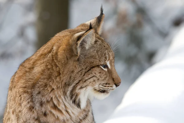 Lince Selvagem Animal Natureza Grande Gata — Fotografia de Stock