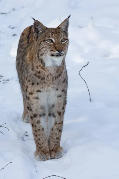 Ryś Dzikie Zwierzę Przyrodzie Duży Kot — Zdjęcie stockowe