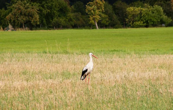 Strorch Auf Der Wiese — Stockfoto