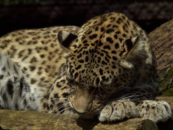 Gepard Kot Dzikie Zwierzę — Zdjęcie stockowe