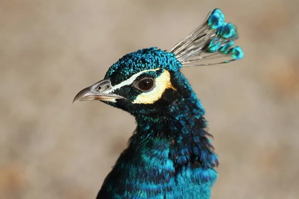Majestic Peacock Bird Feathers — Stock Photo, Image