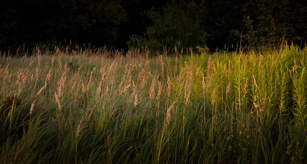 Rostliny Slunci — Stock fotografie