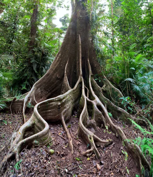 Arbre Forêt Tropicale Géant Dans Jungle Tropicale Exotique Vierge — Photo