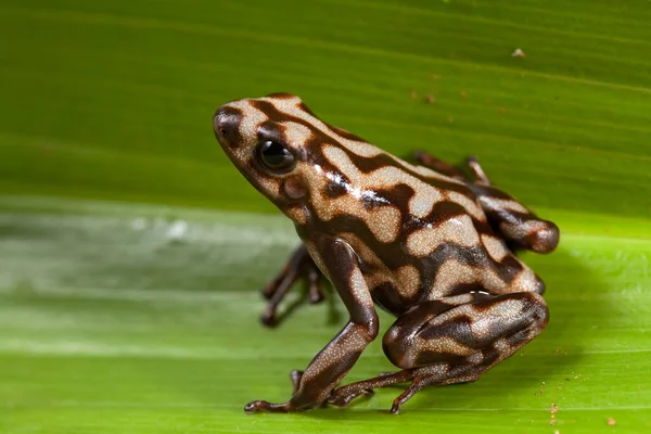 Trucizna Dart Frog Dendrobat Auratus — Zdjęcie stockowe