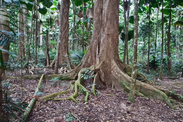 Величні Стовбури Дерев Коріння Первинному Вологому Тропічному Лісі Австралія Природний — стокове фото