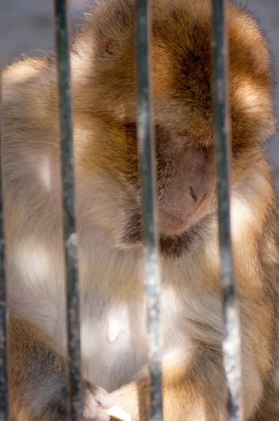 Sad Monkey (Barbary Macaque) in the Cage