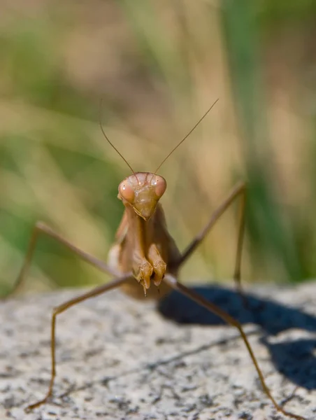 Çim Arka Planda Mantis — Stok fotoğraf