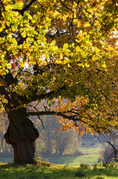 Podzimní Barvy Venkově — Stock fotografie