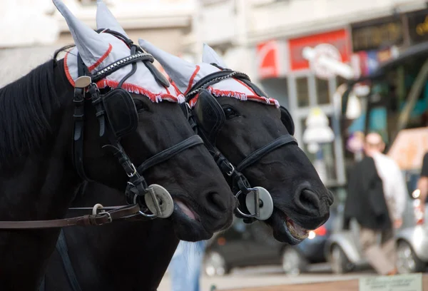 Reizen Rond Het Centrum Van Wenen Oostenrijk Door Horse Buggys — Stockfoto