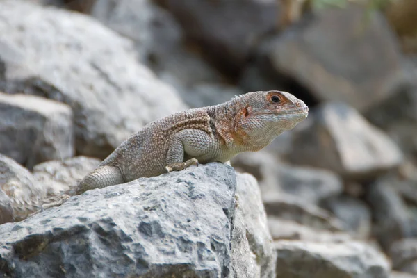 Iguana Sten Redo För Angrepp — Stockfoto