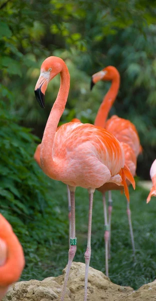 Flamingo Rosa Jardim Zoológico Viena — Fotografia de Stock