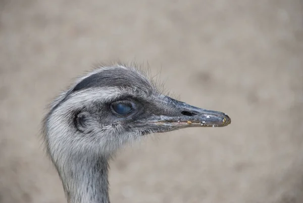 Portret Common Rhea Wiedeńskie Zoo — Zdjęcie stockowe