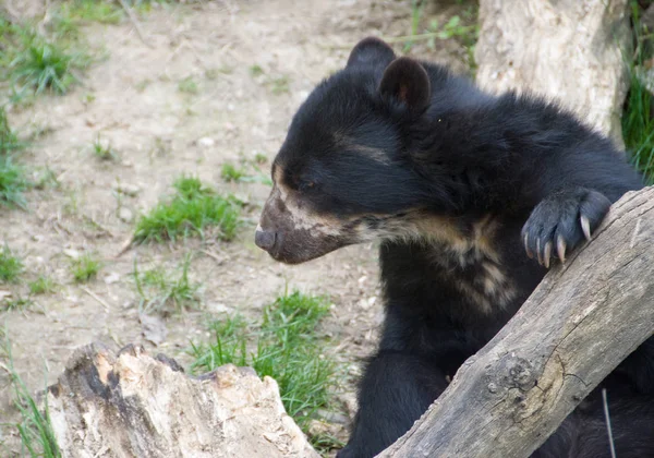 Spectacled Bear Wiedeńskie Zoo — Zdjęcie stockowe