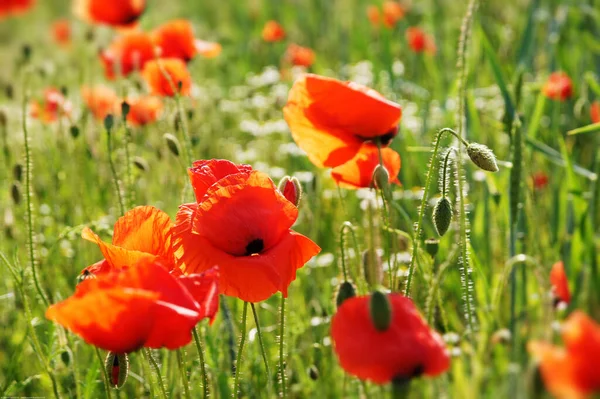 Vista Cerca Hermosas Flores Amapola Silvestre — Foto de Stock