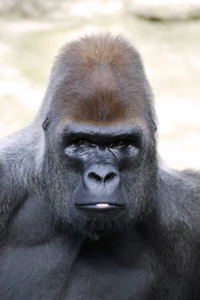 Retrato Gorila Com Uma Mancha Rosa Lábio — Fotografia de Stock
