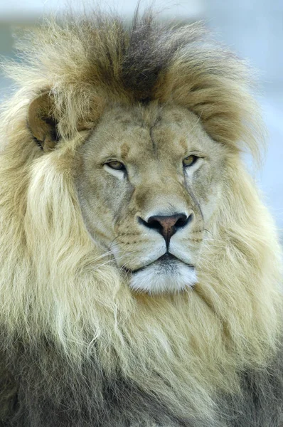 Retrato Frontal León Panthera Leo — Foto de Stock