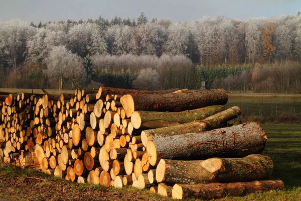 Schöne Landschaft Des Waldes — Stockfoto