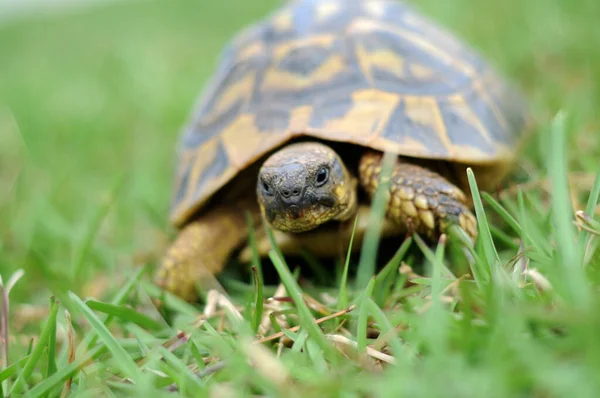Sköldpadda Går Genom Gräs — Stockfoto