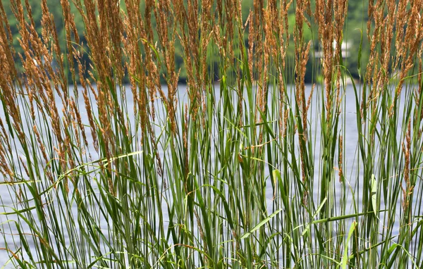 Gölün Önünde Uzun Kuyruklar Odak Noktası Göl Arka Plan Dışında — Stok fotoğraf