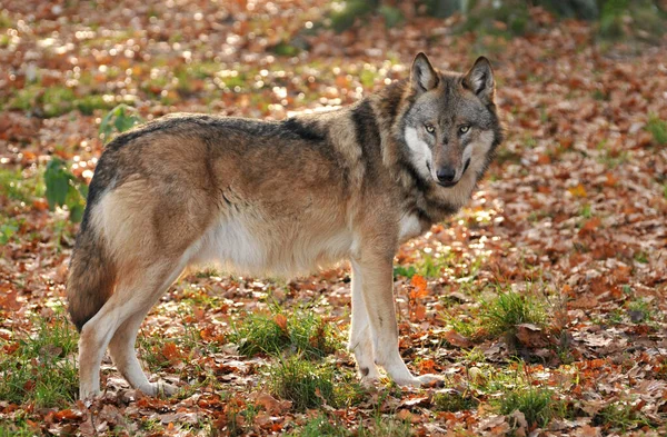 Festői Kilátás Vad Farkas Természetben — Stock Fotó