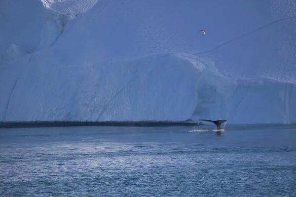 Кит Гренландському Флейті — стокове фото