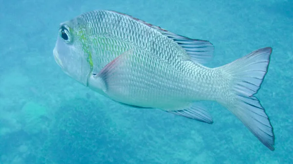 Peces Arrecife —  Fotos de Stock